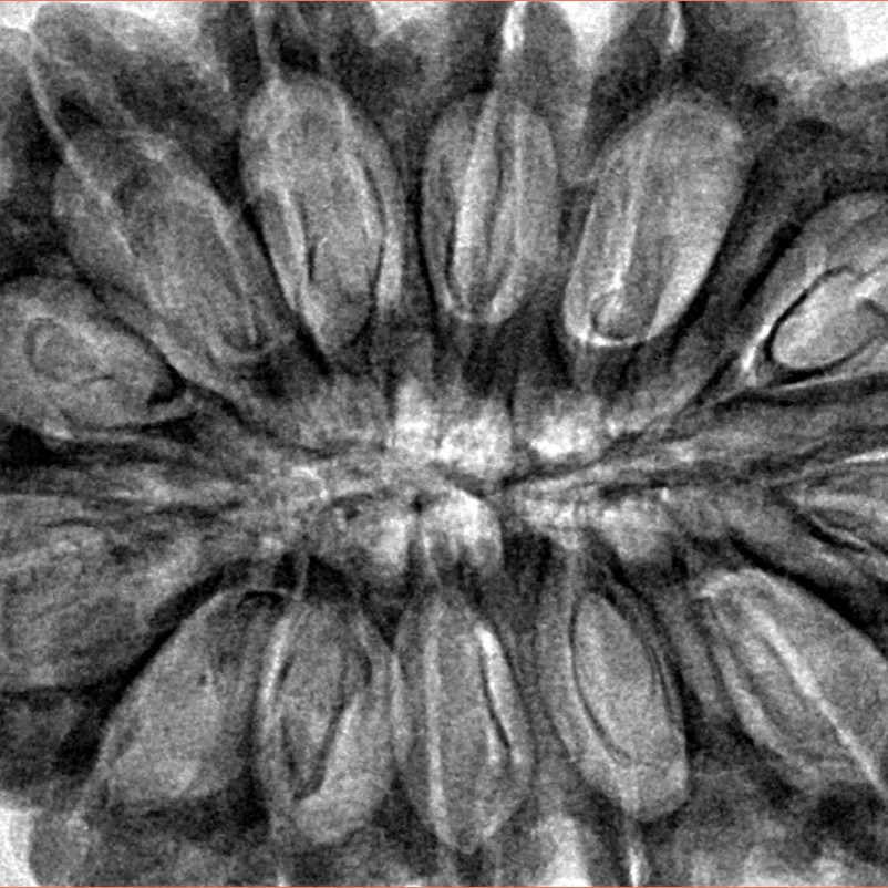 13 Mukhi Rudraksha 38.6mm 9.5gm - Inverse xray