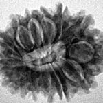 14 Mukhi Rudraksha 24mm 3.19gm - Inverse xray