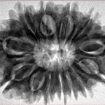 13 Mukhi Rudraksha 33mm 7gm - Origin: Nepal - Inverse xray