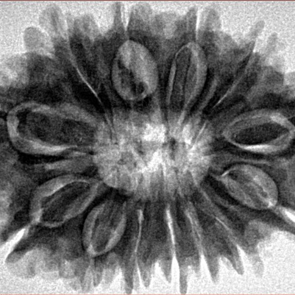 13 Mukhi Rudraksha 33mm 7gm - Origin: Nepal - Inverse xray