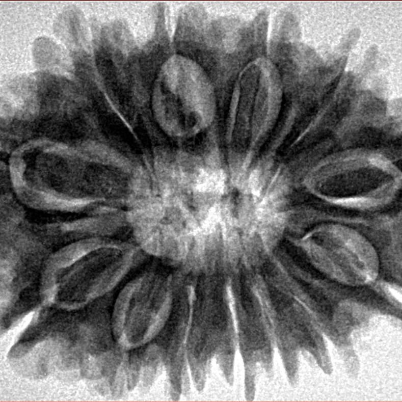 13 Mukhi Rudraksha 33mm 7gm - Origin: Nepal - Inverse xray