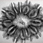 12 Mukhi Rudraksha 29.6mm 4.35gm - Inverse xray