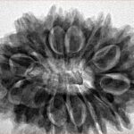 13 Mukhi Rudraksha 32.3mm 7.07gm - Inverse xray