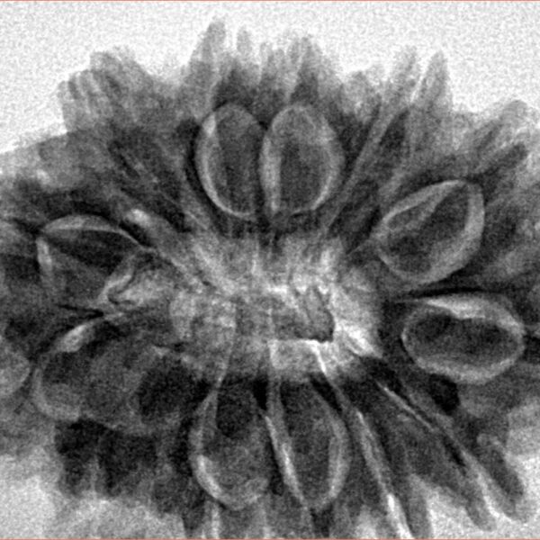 13 Mukhi Rudraksha 32.3mm 7.07gm - Inverse xray