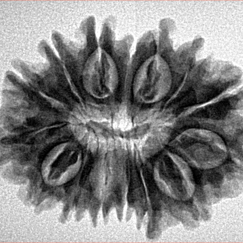 15 Mukhi Rudraksha 28.1mm 4.37gm - Inverse xray
