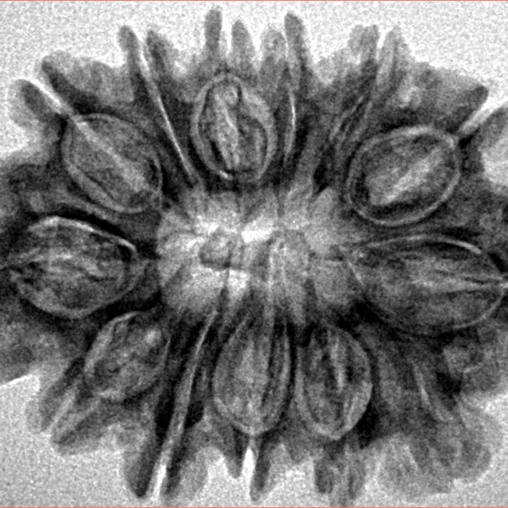 13 Mukhi Rudraksha 28.7mm 4.07gm - Inverse xray