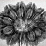 12 Mukhi Rudraksha 30.6mm 5.6gm - Inverse xray