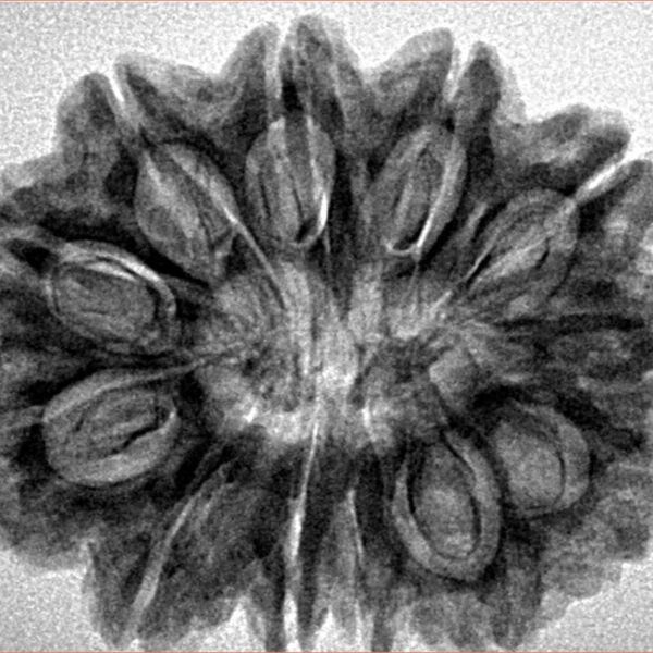 12 Mukhi Rudraksha 30.6mm 5.6gm - Inverse xray