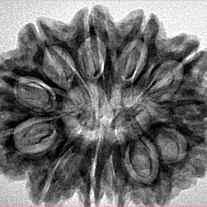 12 Mukhi Rudraksha 30.6mm 5.6gm - Inverse xray
