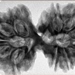 13 Mukhi Gaurishankar 39.3mm 8.79gm - Inverse xray