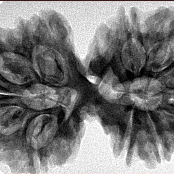 13 Mukhi Gaurishankar 39.3mm 8.79gm - Inverse xray