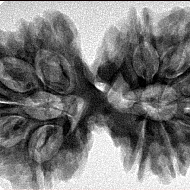 13 Mukhi Gaurishankar 39.3mm 8.79gm - Inverse xray