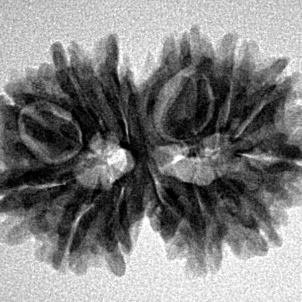 13 Mukhi Gaurishankar 27.8mm 3.82gm - Inverse xray