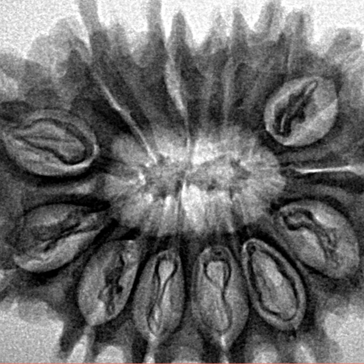 13 Mukhi Rudraksha 31mm 5.53gm - Inverse xray