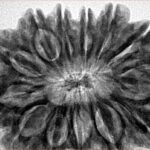 13 Mukhi Rudraksha 35mm 8.74gm - Inverse xray