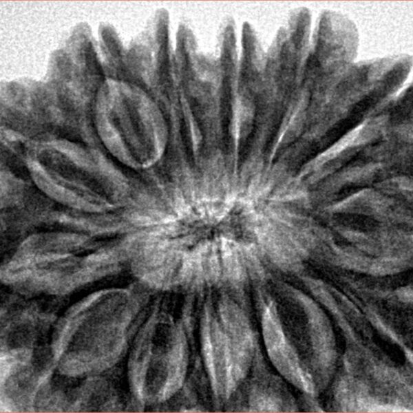 13 Mukhi Rudraksha 35mm 8.74gm - Inverse xray