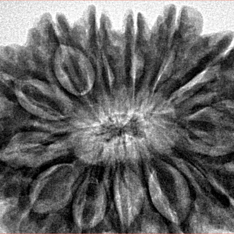 13 Mukhi Rudraksha 35mm 8.74gm - Inverse xray