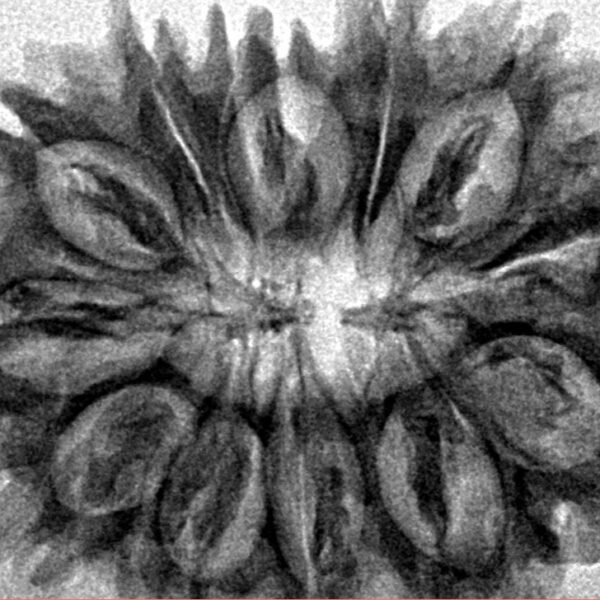13 Mukhi Rudraksha 31.2mm 5.29gm - Inverse xray