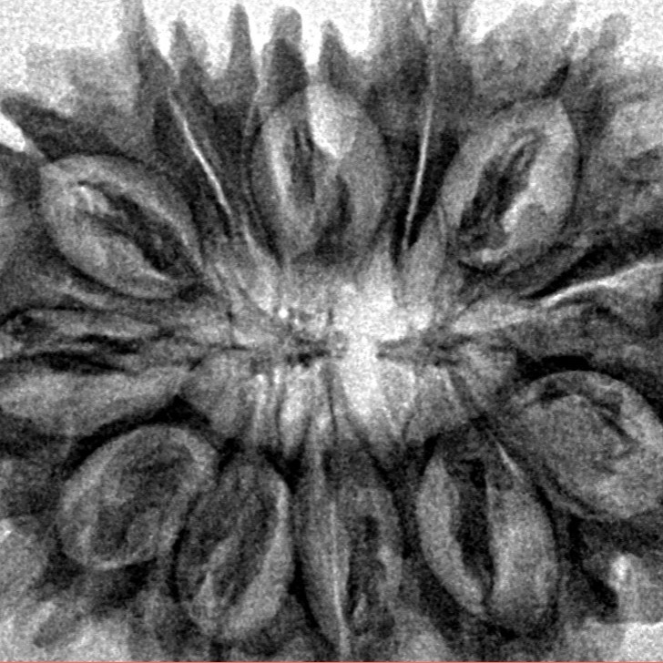 13 Mukhi Rudraksha 31.2mm 5.29gm - Inverse xray