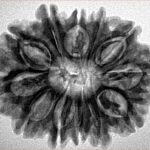 12 Mukhi Rudraksha 28.8mm 5.33gm - Inverse xray