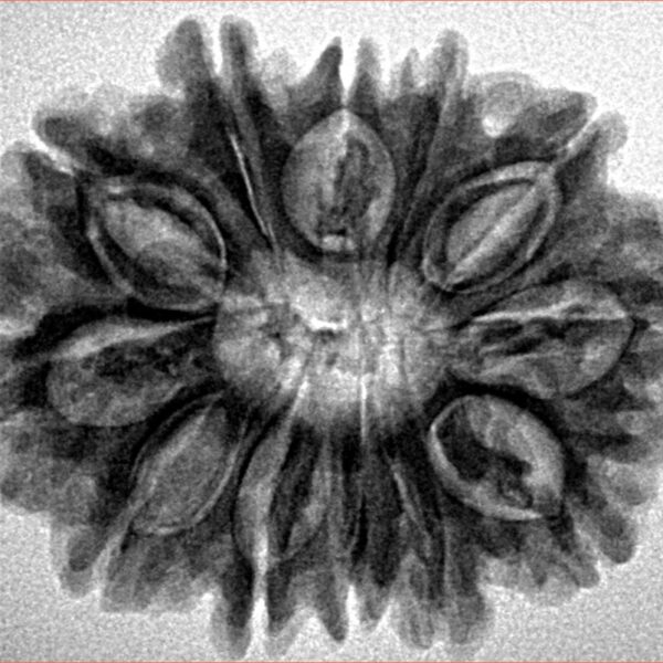 12 Mukhi Rudraksha 28.8mm 5.33gm - Inverse xray