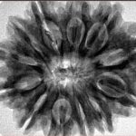 12 Mukhi Rudraksha 30.8mm 7.47gm - Inverse xray