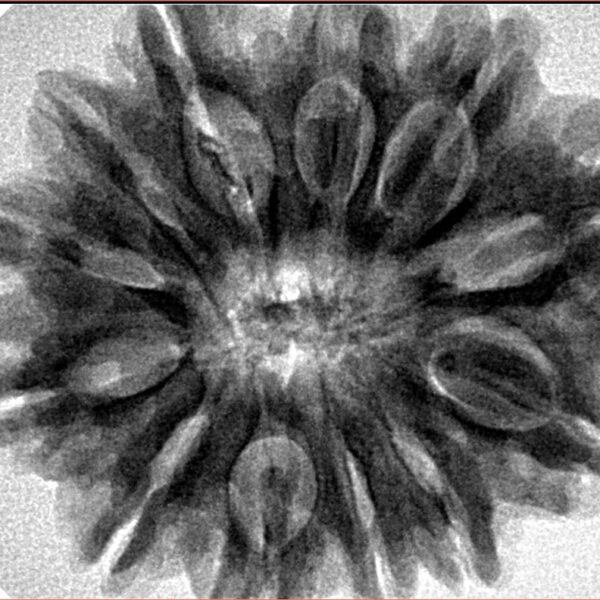 12 Mukhi Rudraksha 30.8mm 7.47gm - Inverse xray