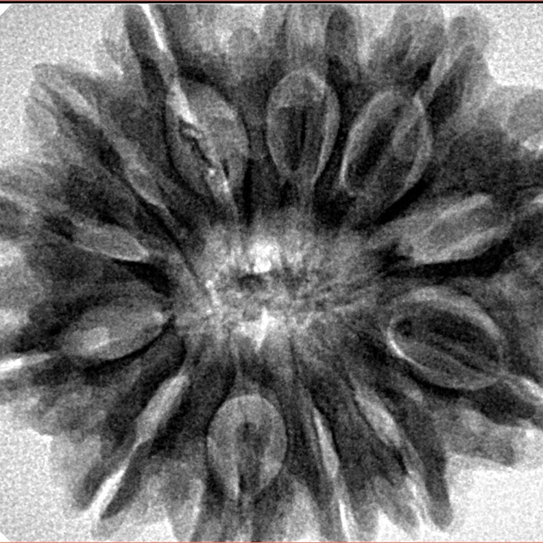 12 Mukhi Rudraksha 30.8mm 7.47gm - Inverse xray