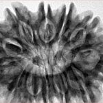 12 Mukhi Rudraksha 33.8mm 7.79gm - Inverse xray