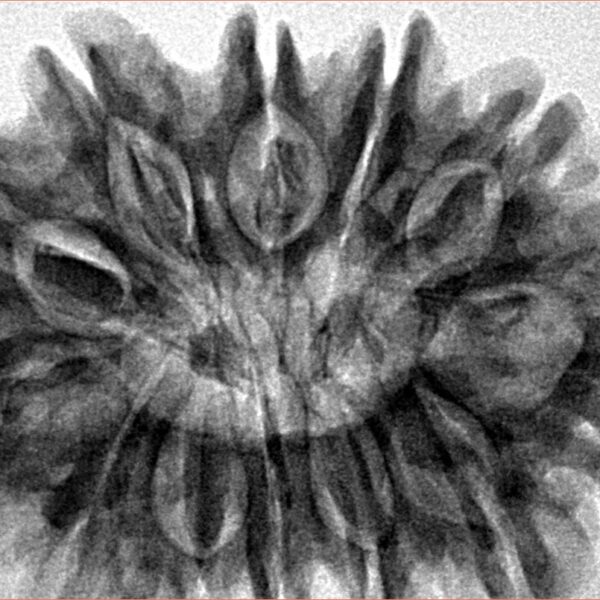 12 Mukhi Rudraksha 33.8mm 7.79gm - Inverse xray