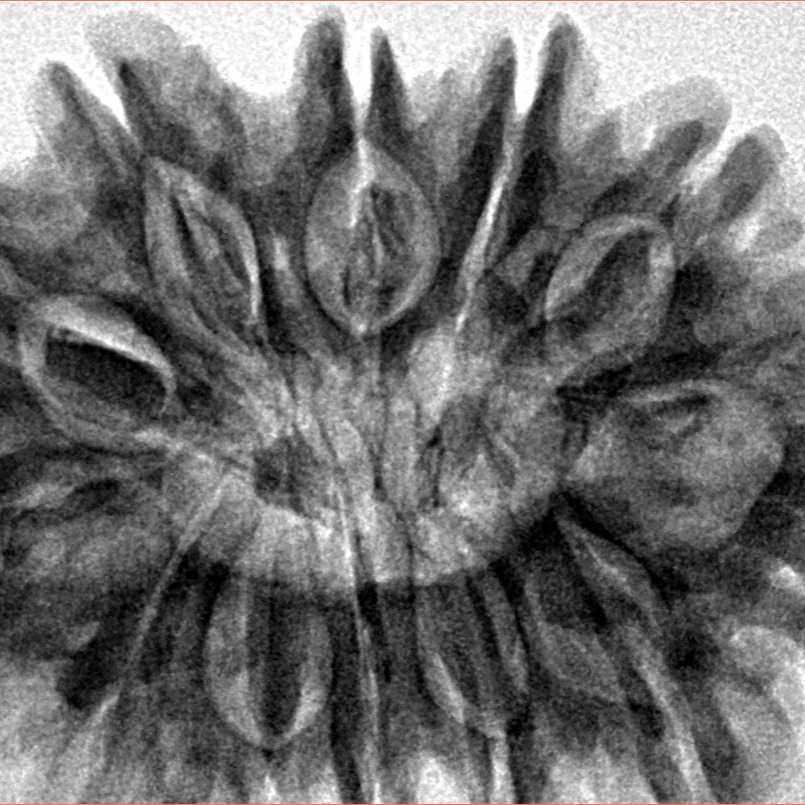 12 Mukhi Rudraksha 33.8mm 7.79gm - Inverse xray