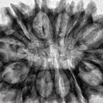 13 Mukhi Rudraksha 33mm 5.38gm - Inverse xray