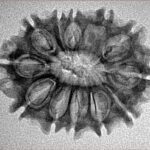 12 Mukhi Rudraksha 27.3mm 2.94gm - Inverse xray