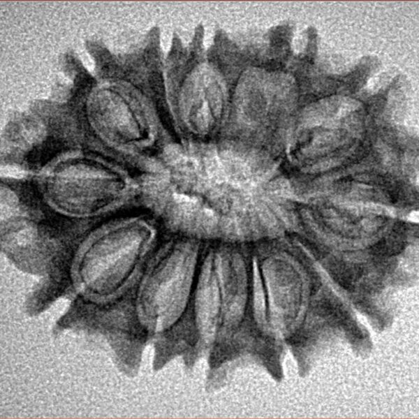 12 Mukhi Rudraksha 27.3mm 2.94gm - Inverse xray