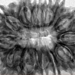 13 Mukhi Rudraksha 33.1mm 6.57gm - Inverse xray