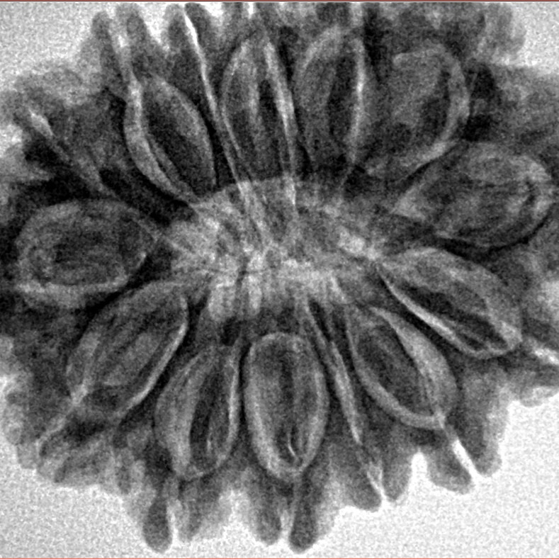 14 Mukhi Rudraksha 30.8mm 6.6gm - Inverse xray