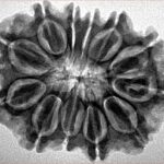 12 Mukhi Rudraksha 29.5mm 5.07gm - Inverse xray