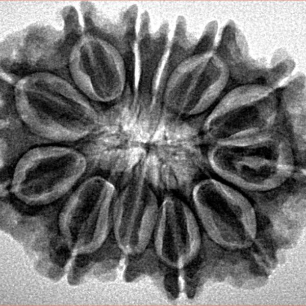 12 Mukhi Rudraksha 29.5mm 5.07gm - Inverse xray