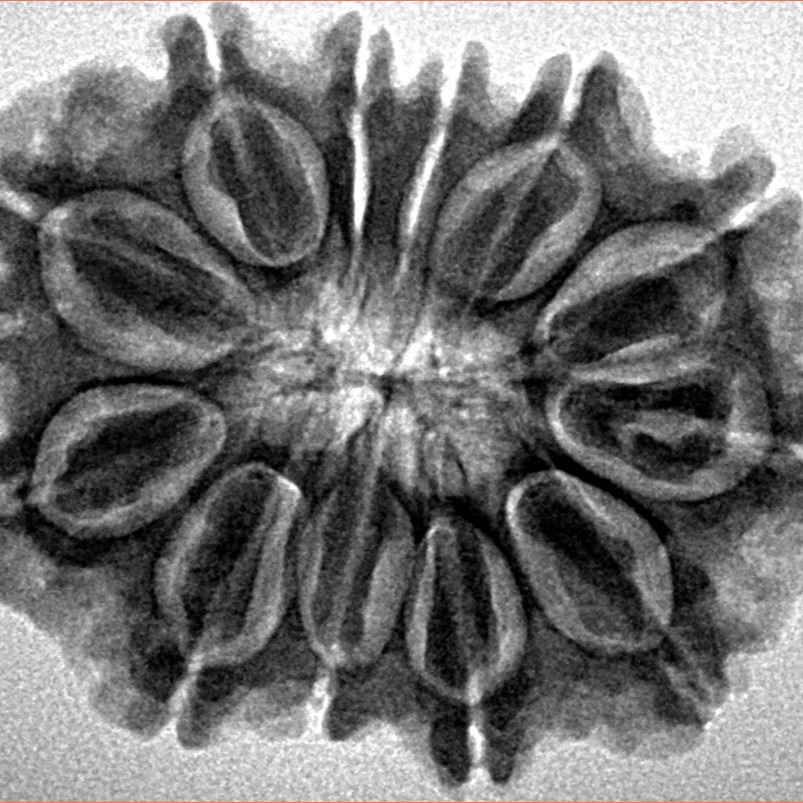 12 Mukhi Rudraksha 29.5mm 5.07gm - Inverse xray