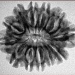 12 Mukhi Rudraksha 27.1mm 4.1gm - Inverse xray