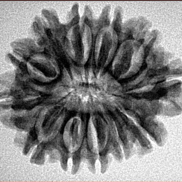 12 Mukhi Rudraksha 27.1mm 4.1gm - Inverse xray