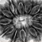 12 Mukhi Rudraksha 35.8mm 10.16gm - Inverse xray