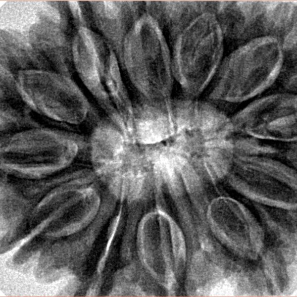 12 Mukhi Rudraksha 35.8mm 10.16gm - Inverse xray