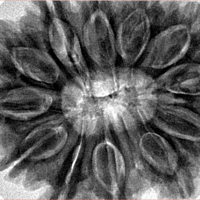 12 Mukhi Rudraksha 35.8mm 10.16gm - Inverse xray