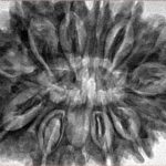 13 Mukhi Rudraksha 34.6mm 8gm - Inverse xray