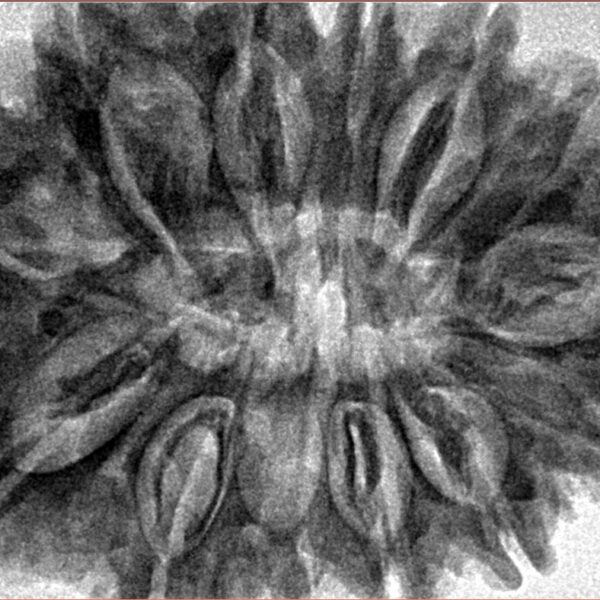 13 Mukhi Rudraksha 34.6mm 8gm - Inverse xray