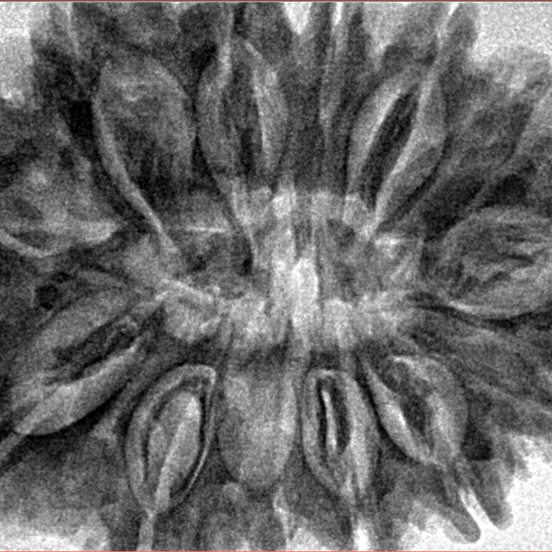 13 Mukhi Rudraksha 34.6mm 8gm - Inverse xray