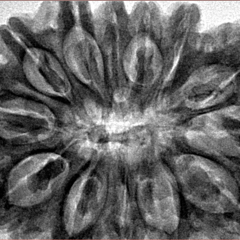 13 Mukhi Rudraksha 35.5mm 8.92gm - Inverse xray