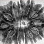 12 Mukhi Rudraksha 33.7mm 7.07gm - Inverse xray