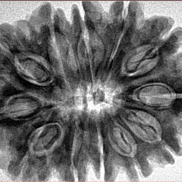 12 Mukhi Rudraksha 33.7mm 7.07gm - Inverse xray